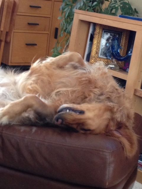 9 Lessons from Tess, The Golden Retriever