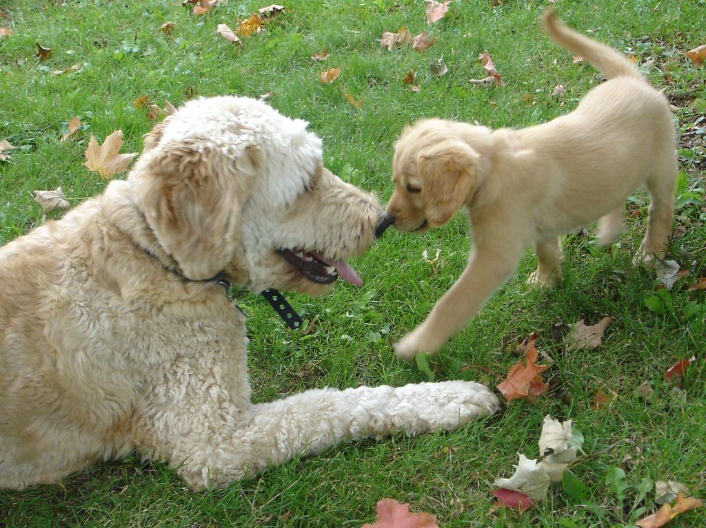 9 Lessons from Tess, The Golden Retriever