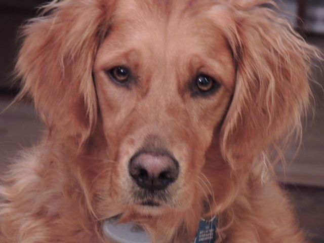 9 Lessons from Tess, The Golden Retriever